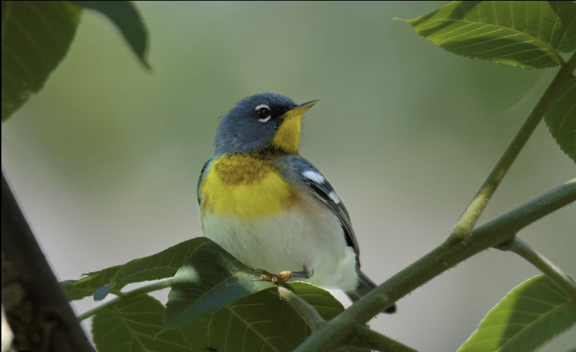 Erick Stuyck Photograph Northern Parula