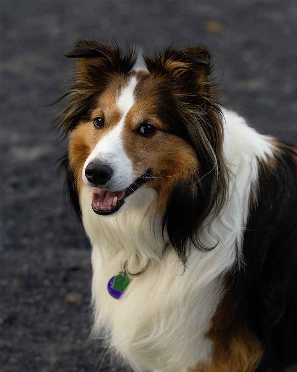 Erick Stuyck Photograph Northern Parula
