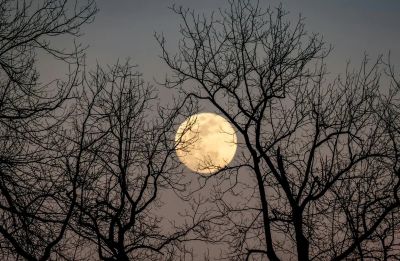 Full moon and trees with a night sky.